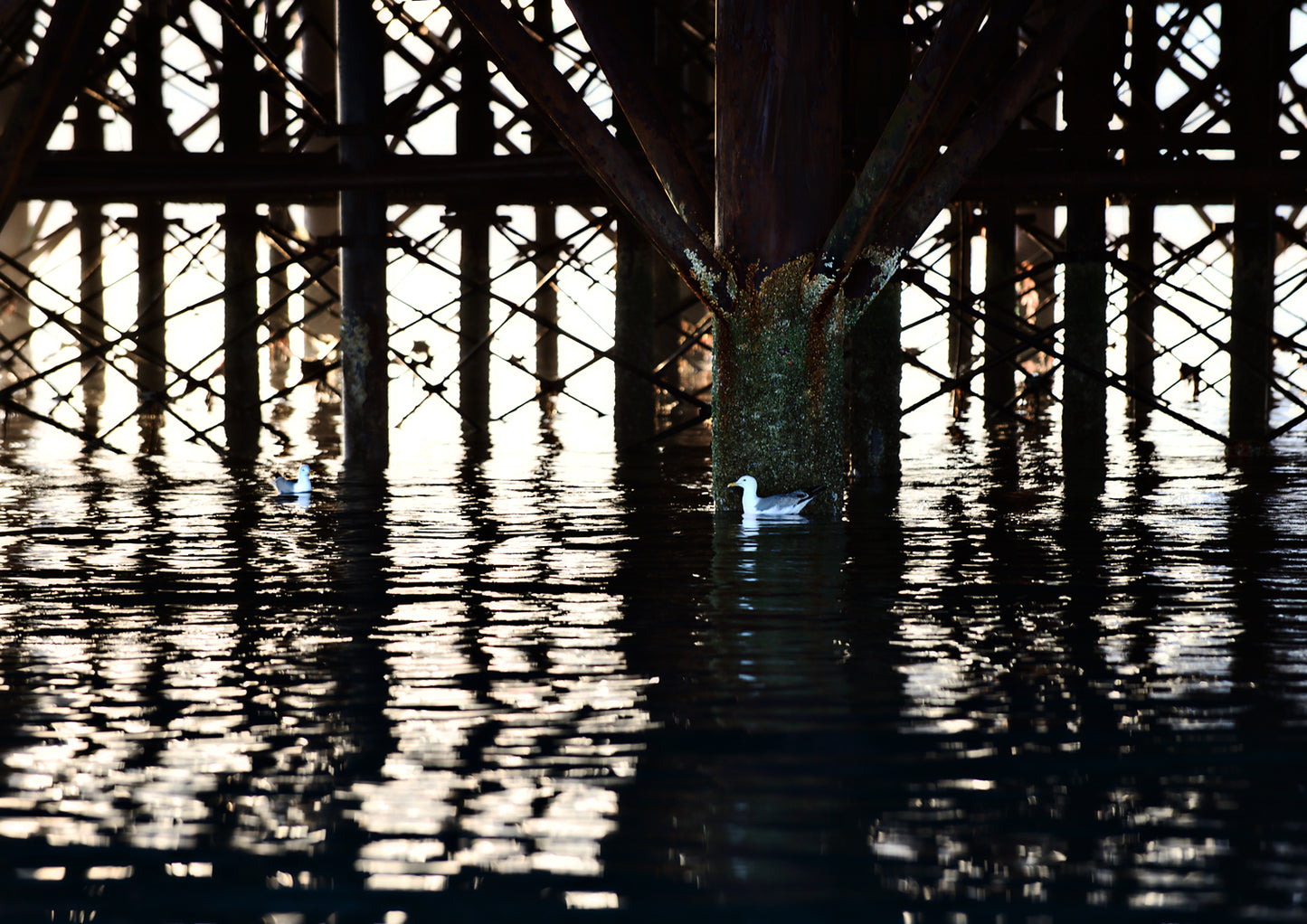 Below the Palace Pier Limited Edition Print by Stef Kerswell